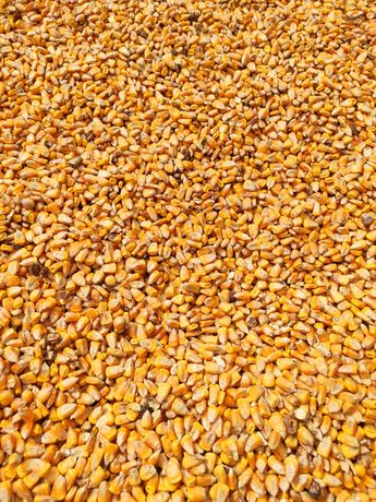 Продам фуражне зерно кукурудзи 3тони, кукуруза фураж