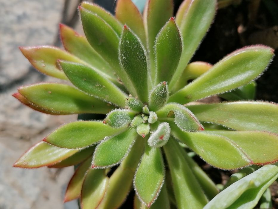 Suculentas em vasos individuais