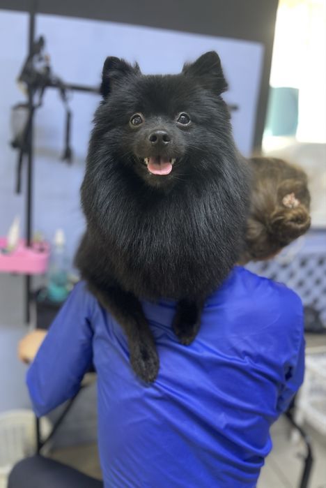 Грумінг, креативний грумінг