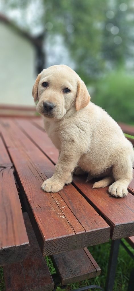 Piesek biszkoptowy labrador retriever