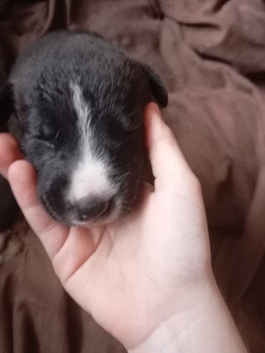 Пітбулі безкоштовно, в добрі чуйні руки