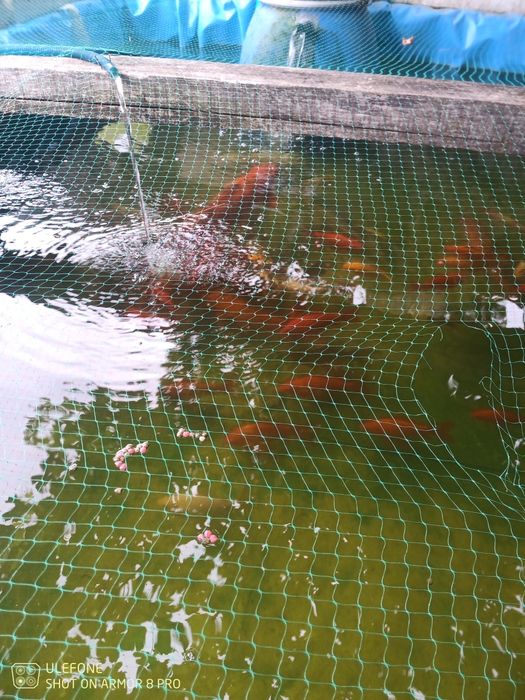 Peixes para lago