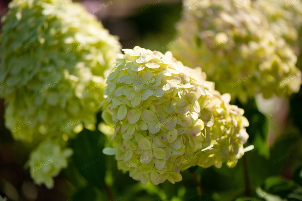 Hortensja bukietowa 'Limelight' (Hydrangea paniculata) Doniczka 2.0L