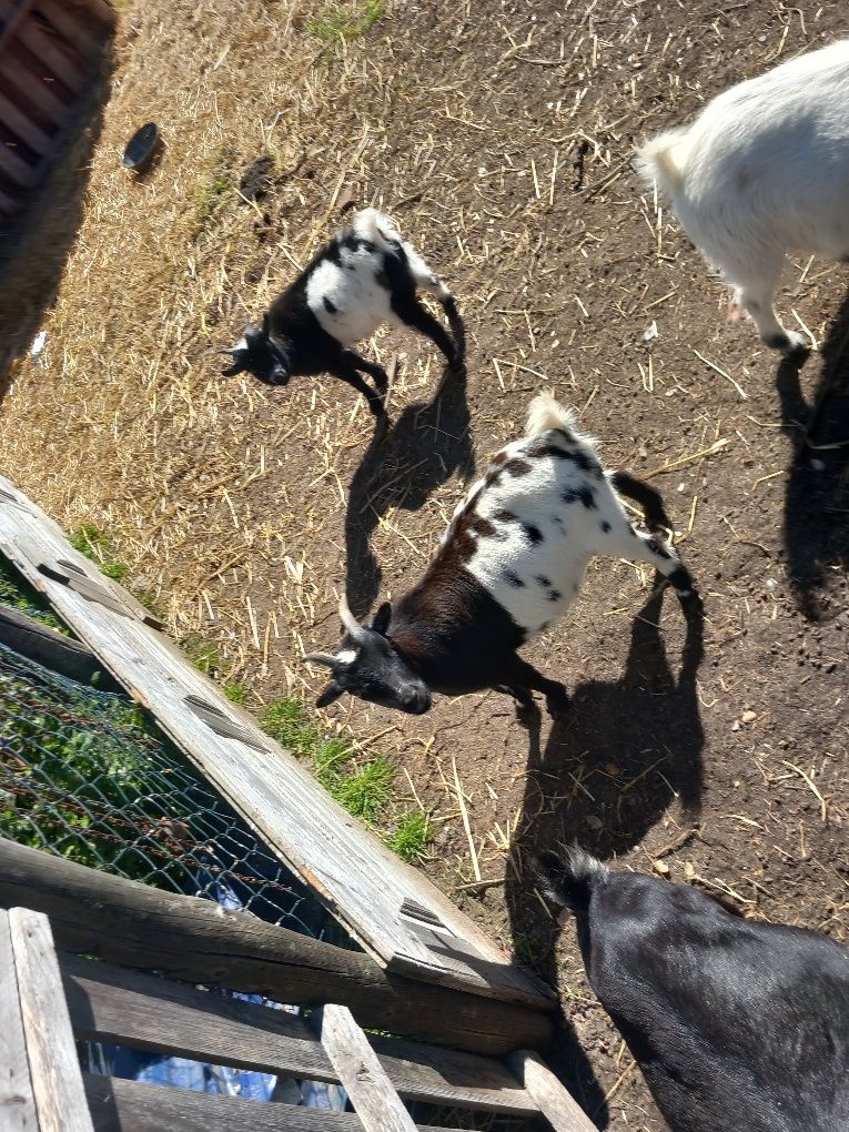 Vendo Rebanho de Cabras e Bodes Reprodutores – 4 Animais em Excelente