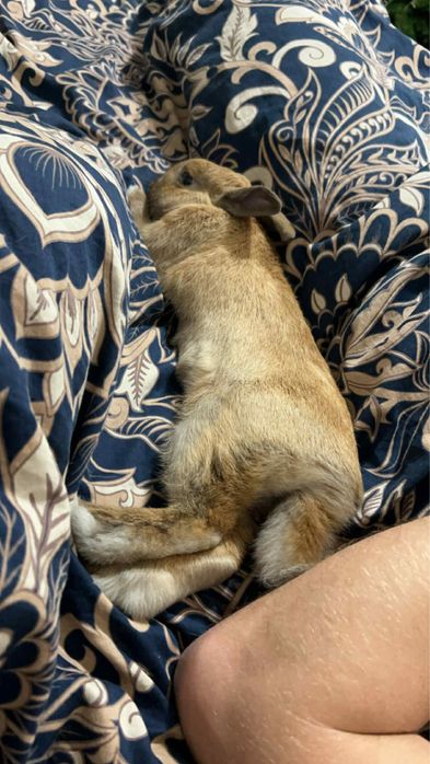 Oddam królika domowego w dobre ręce