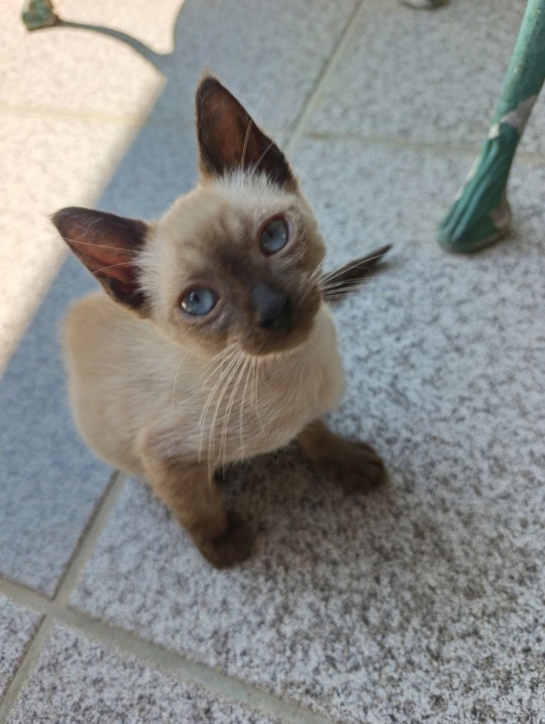 Gatinhos para dar - Viseu