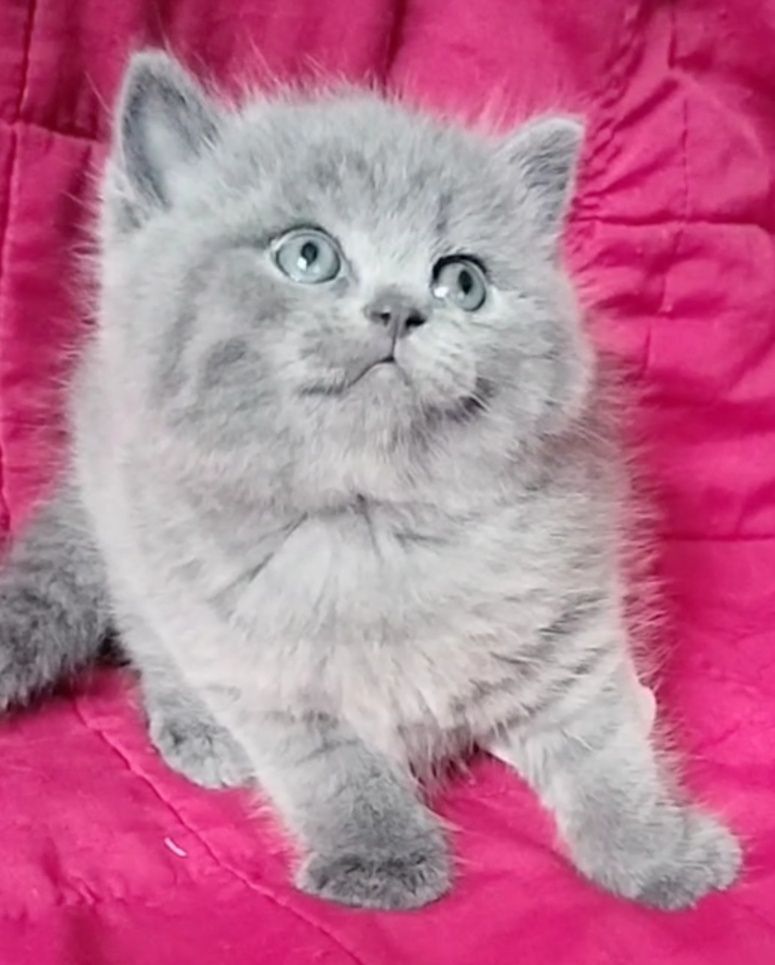British Shorthair para reserva