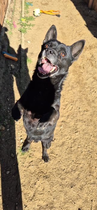 Piesek Około 4 lata