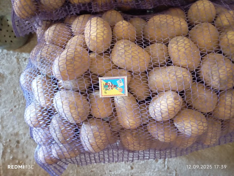 Продам картоплю ГАЛА велика 10 грн, насіннєва 8 грн.