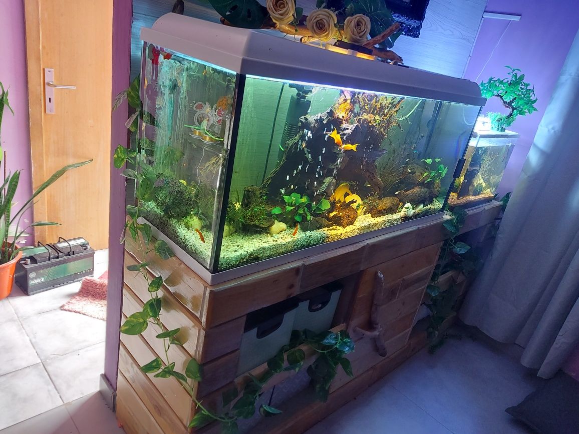Aquario de 250L completo, 1 de 50l e outro de 32l com peixes e etc