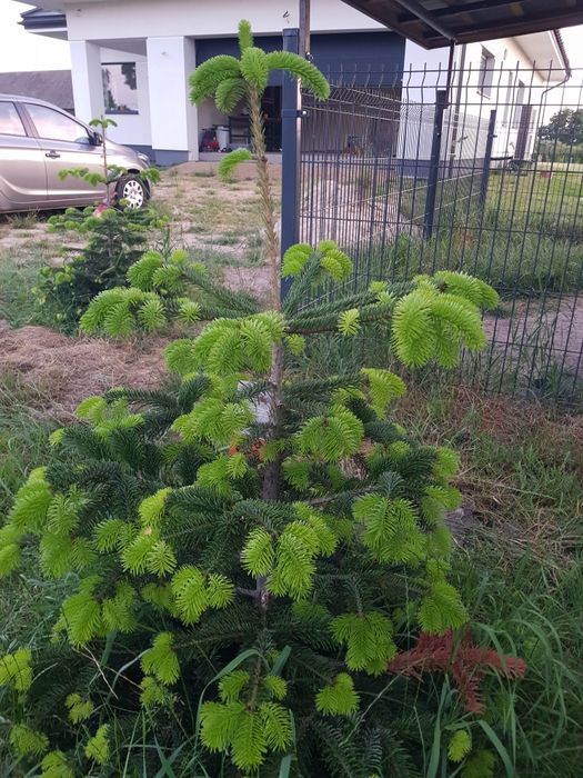Jodła Kaukaska duża