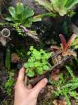 Pilea nummilarifolia unikat roślina paludarium terrarium