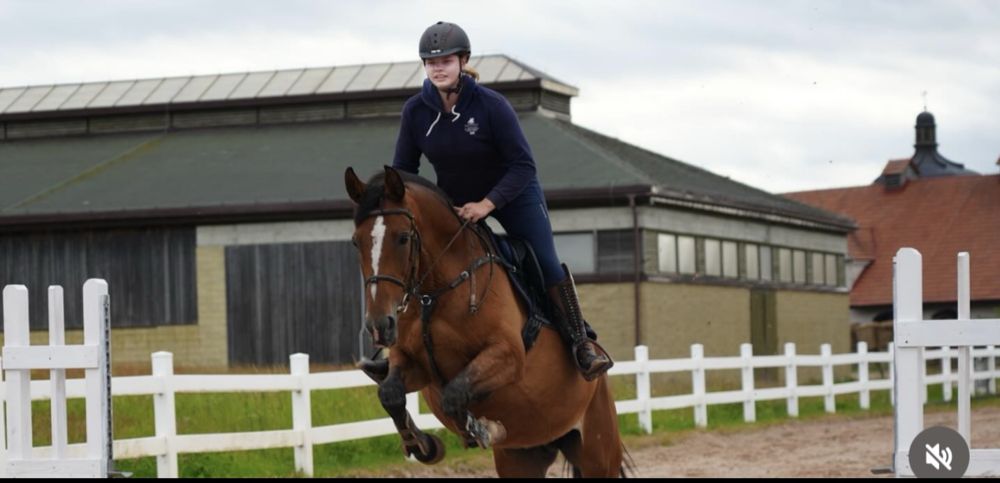 Sprzedam klacz rasa trakenska