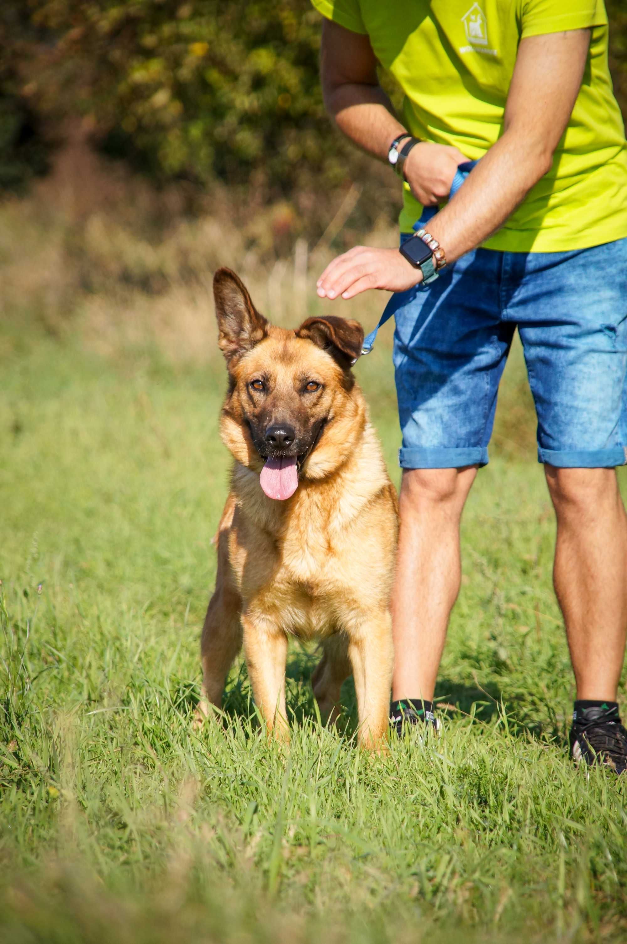 Germena - piękna owczarkowata sunia do adopcji.