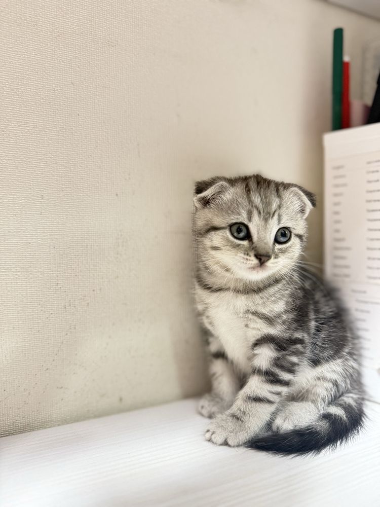 Шотландські кошенята , шотландские вислоухие котята