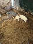 Vendo cabras micro e cabritos