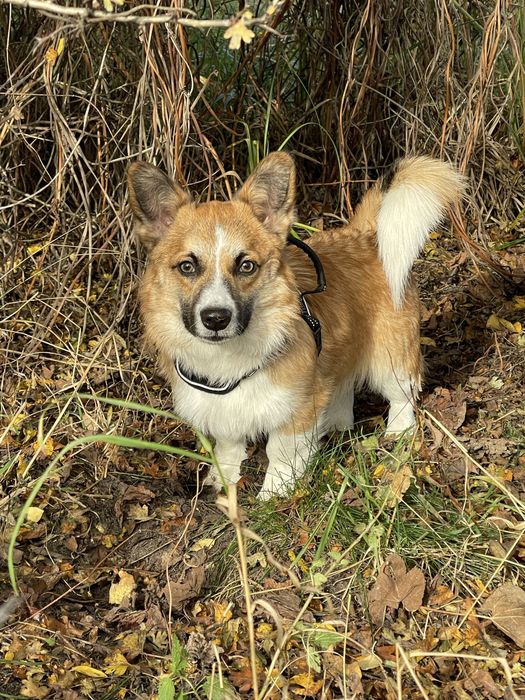 Szczeniak Welsh Corgi Pembroke ZKwP/FCI