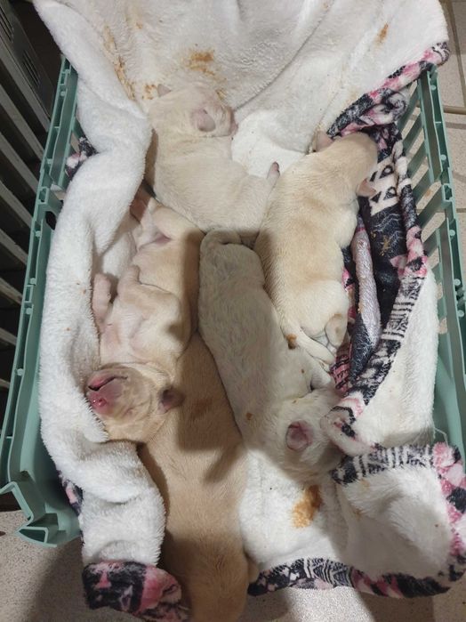 Метис лабрадора цуценята шукають родину