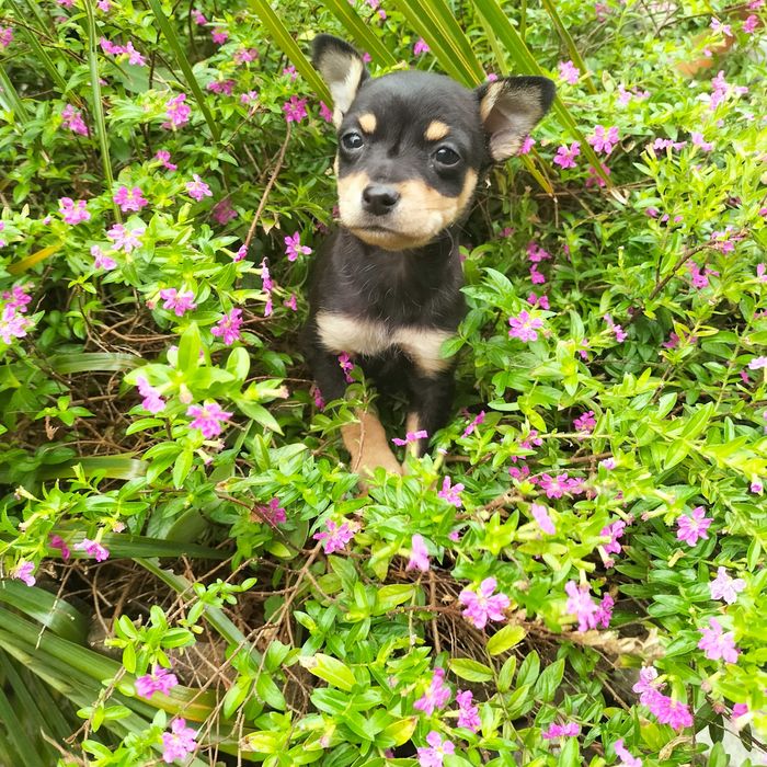 Pinscher fêmea belíssima