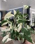 Plantas de interior _ Syngonium / Pilea Peperomioides