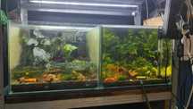 akwarium / akwaterrarium/ dla gryzonia kostka 51l ,
