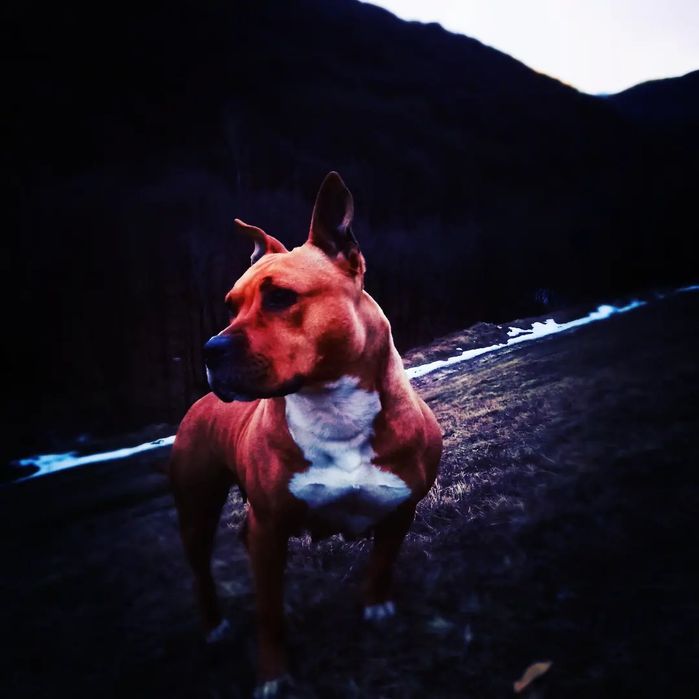 Амстаф 3.5 років