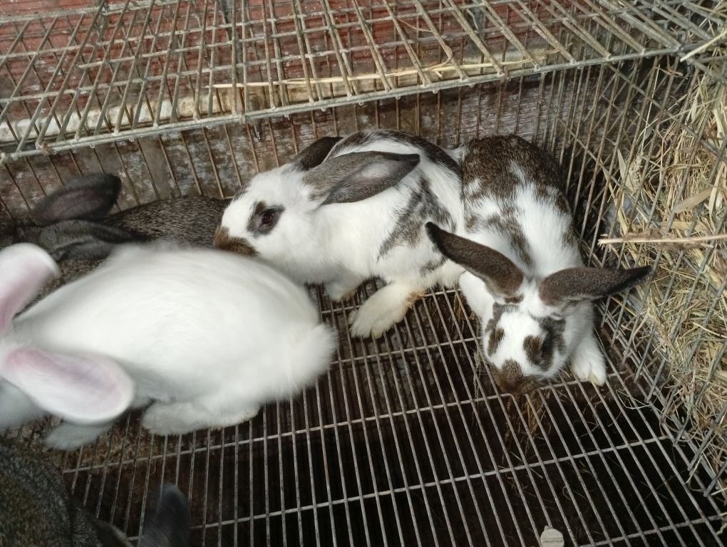 Coelhos caseiros