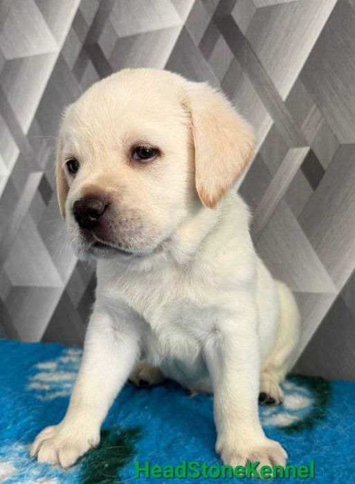 Щенки Лабрадора ретривера