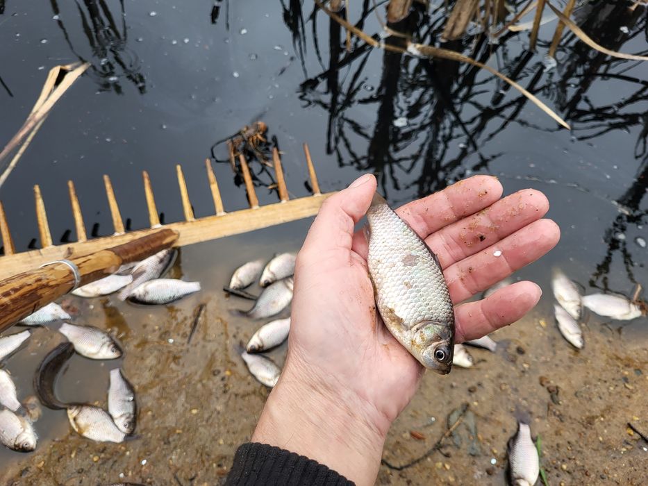 Narybek karasia srebrzystego żywiec zarybianie