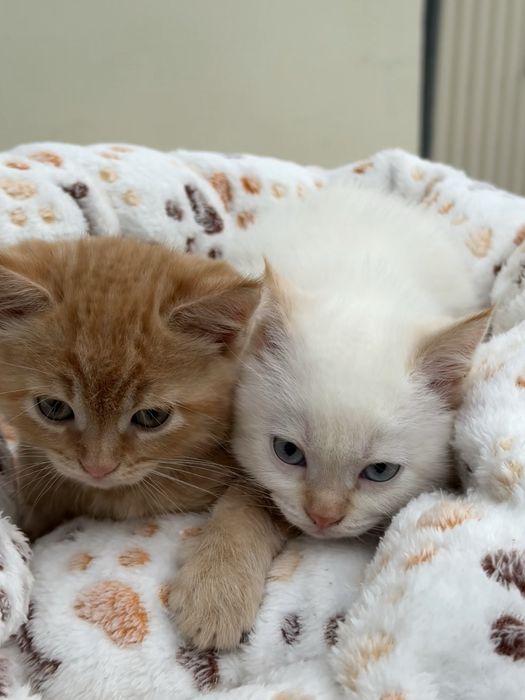 Кошенята британці прямовухі