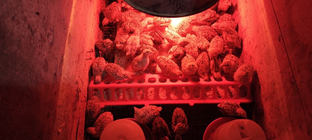 Ovos de codorniz galados e codorniz pequenas