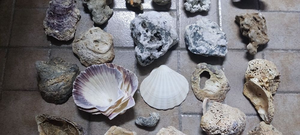 Pedras, conchas, decoração aquário e terrário