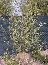 Bambus drzewiasty Phyllostachys