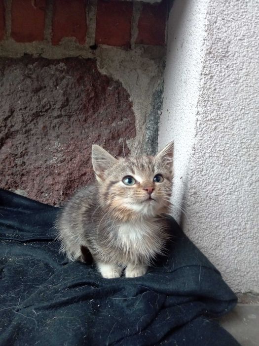 Kot do oddania Starogard gdański