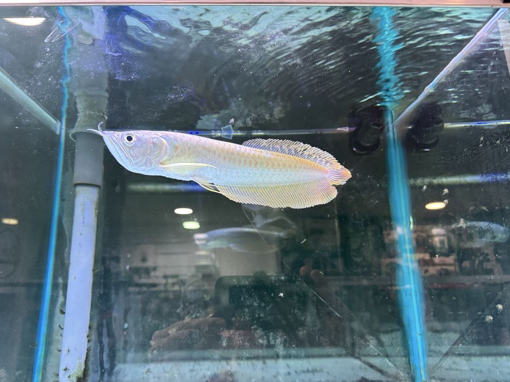 Arowana Silver 35cm