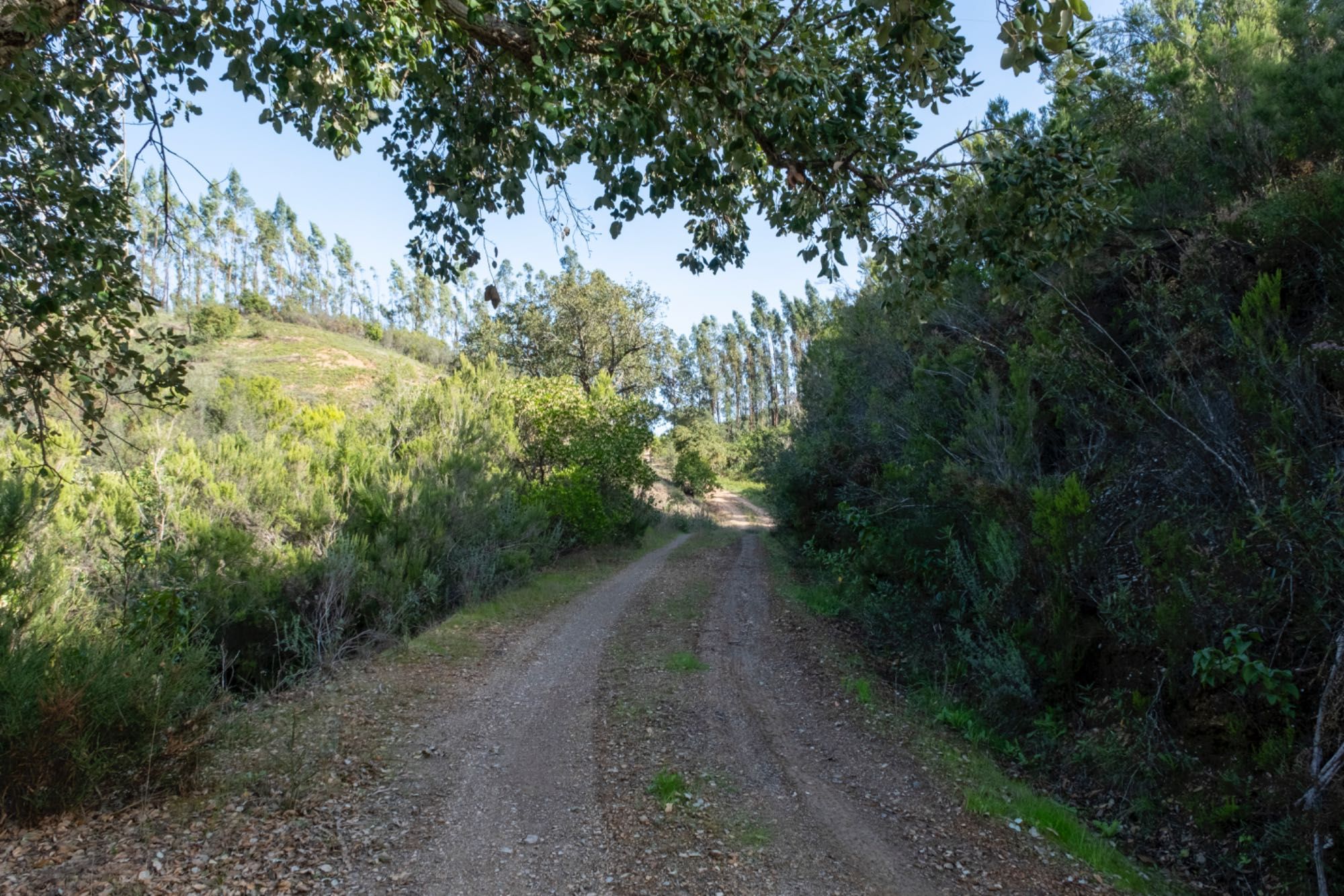 Herdade Alentejo Sabóia Odemira