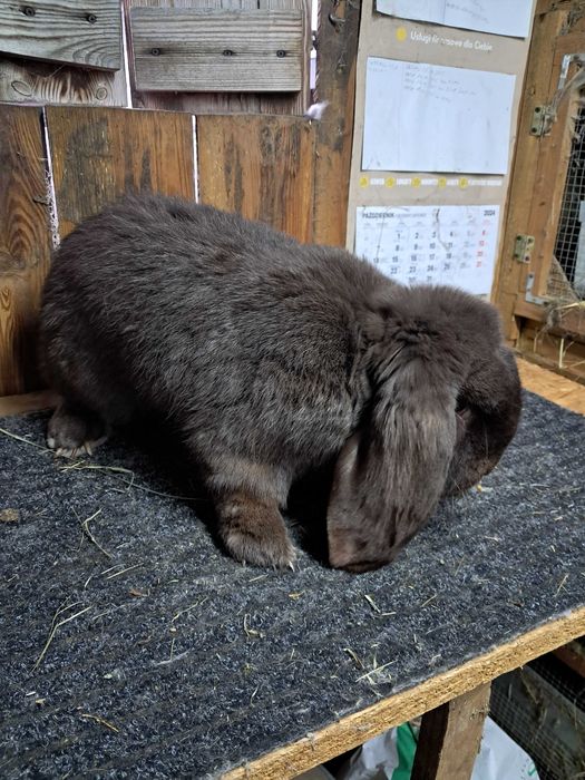 Baran francuski hawana