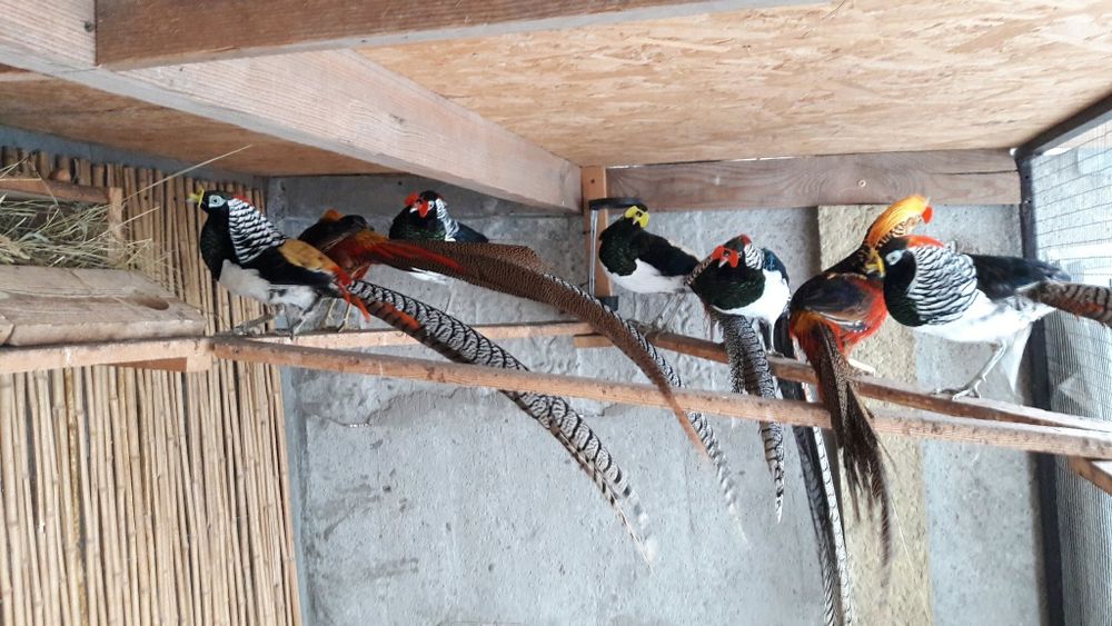 Фазан діамантовий продам