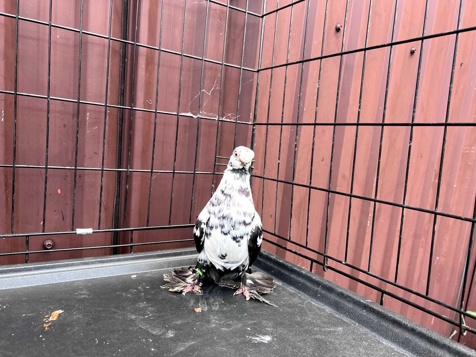 Motyl Warszawski 2023r Samica