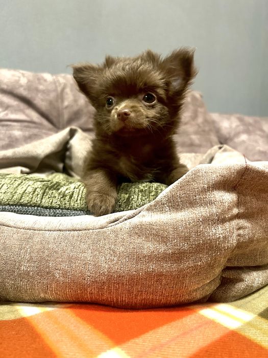 Дівчинка чихуахуа д/ш