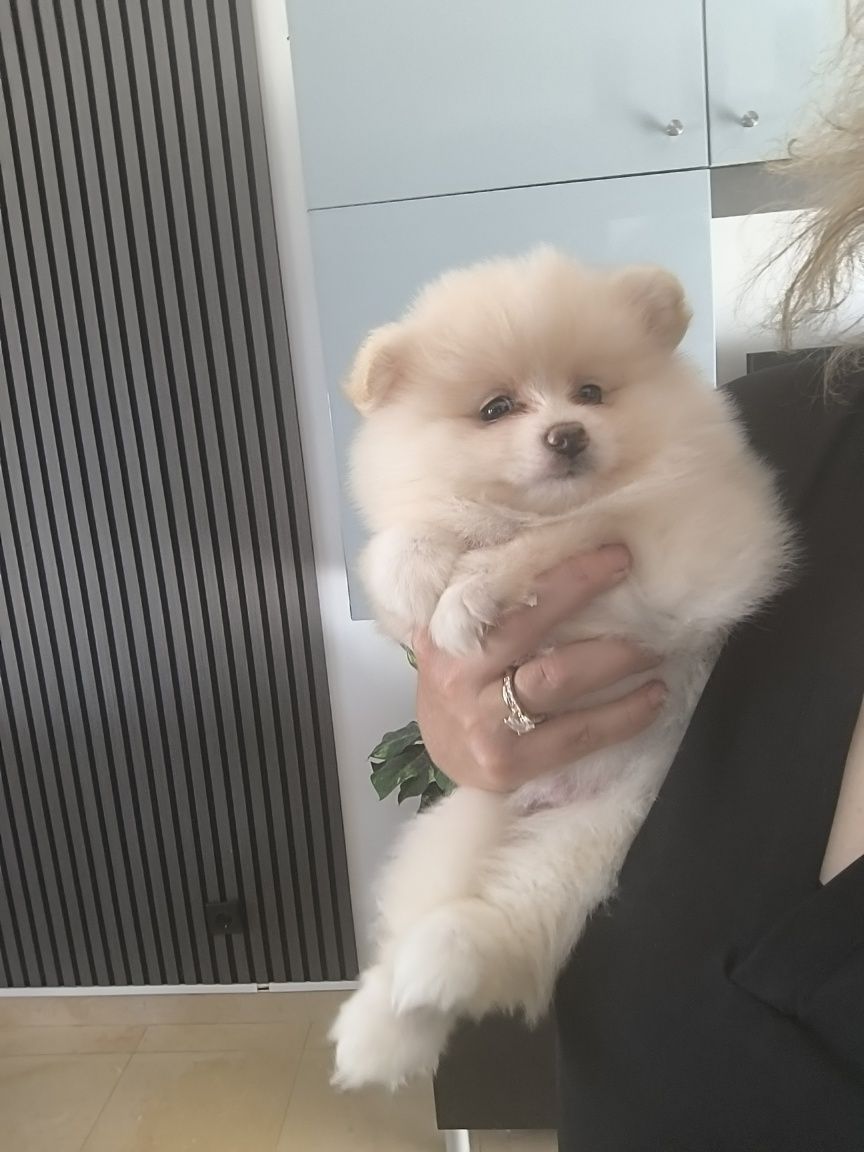 Spitz Anão.Lulu da Pomerânia. Menina pronta para entrega. Ursinha