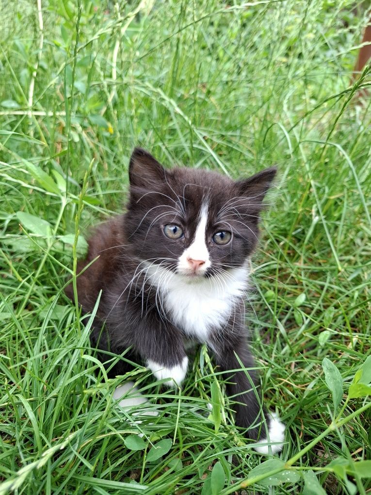 Отдам котят в любящие руки котята котик коты кот