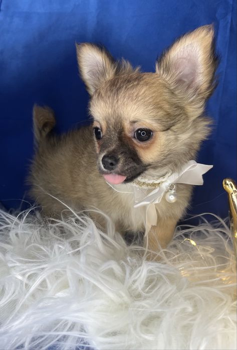 Chihuahua piesek długowłosy