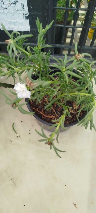 Suculentas lindas por apenas 2.50€