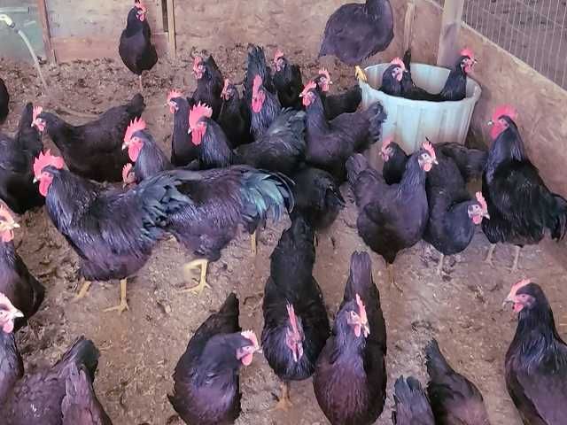 Яйце на інкубацію. Курчат. Род-Айленд - червоний. Оплід 90%.