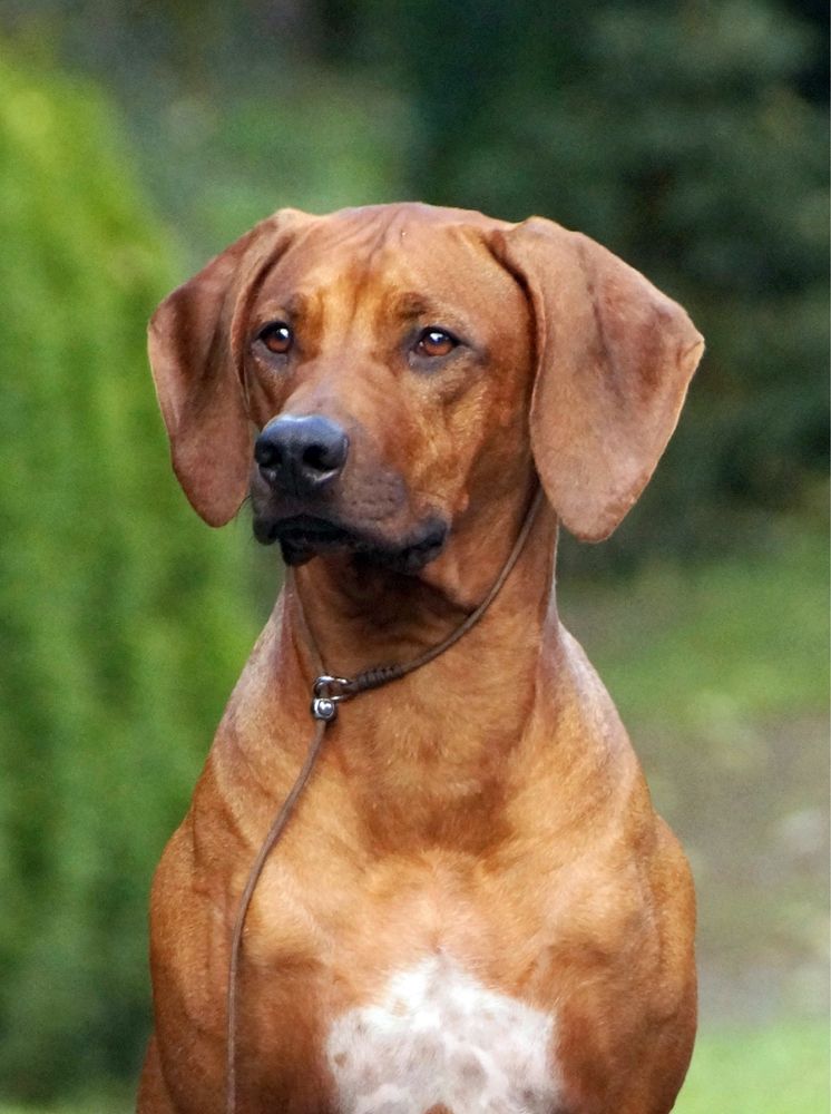 Rhodesian Ridgeback Chłopak