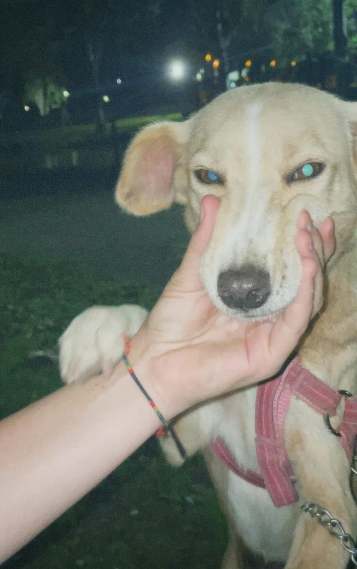 Cadela Laika para adoção