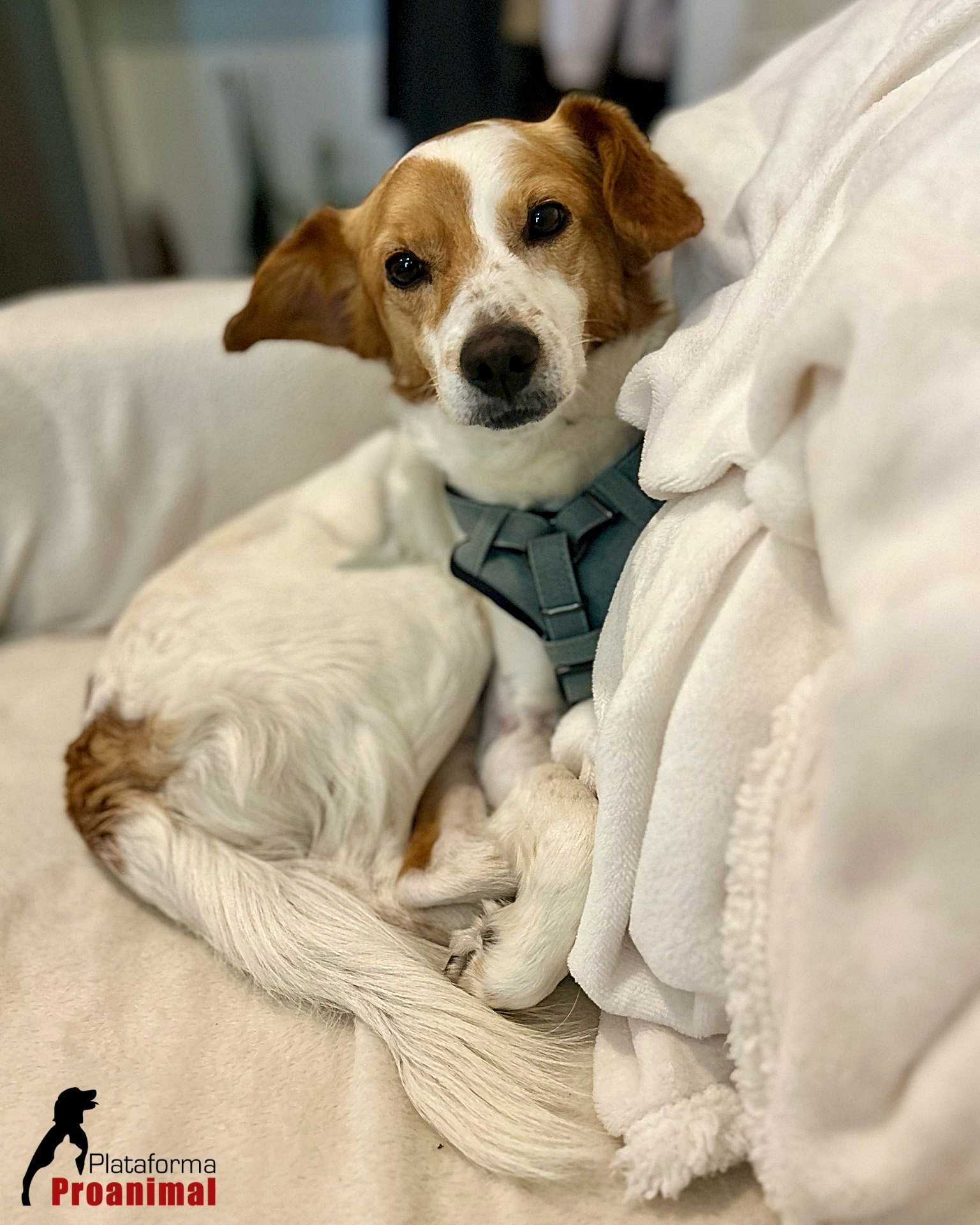 MARTIM - Cãozinho muito meigo para Adoção!