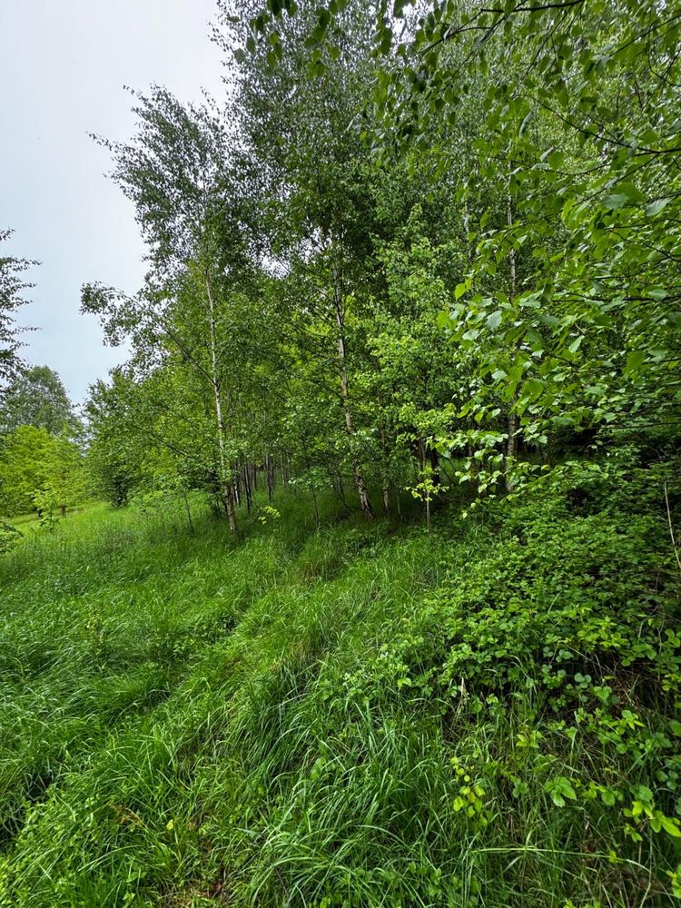 Czyszczenie dzialek , koszenie trawy, wycinka