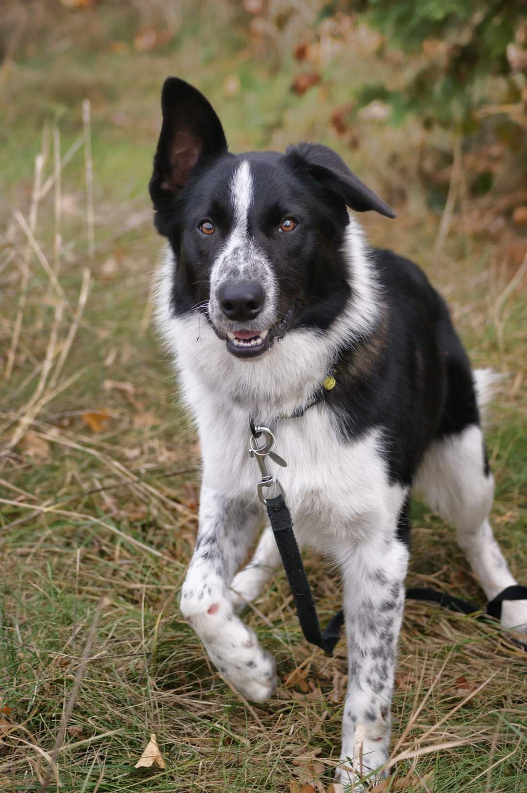 Rufi w typie Border Collie do ŚWIADOMEJ adopcji!